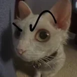 Anonnoir123